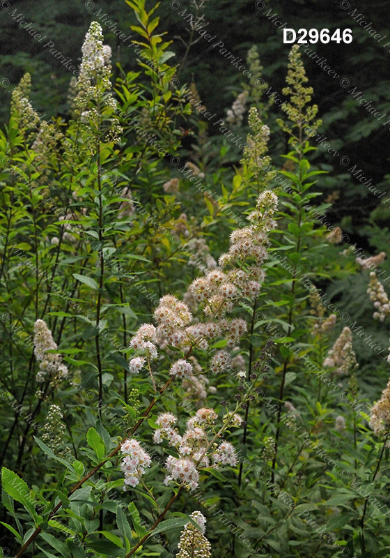 Spiraea alba